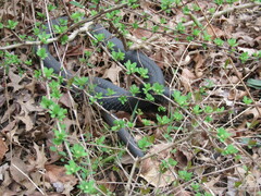 Coluber constrictor constrictor