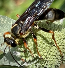 Sphex flavovestitus