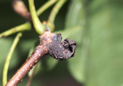 Phylloxera caryaemagna