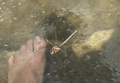 Boyeria vinosa