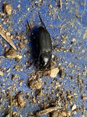 Harpalinae