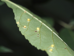 Caryomyia melicrustum