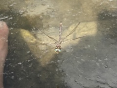 Boyeria vinosa