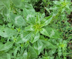 Amaranthus polygonoides