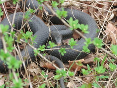 Coluber constrictor constrictor