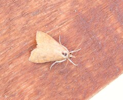 Udea ferrugalis