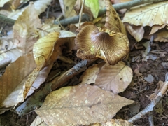 Paxillus