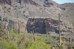 Fouquieria columnaris
