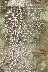 Hypoxylon fragiforme