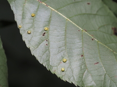 Caryomyia melicrustum