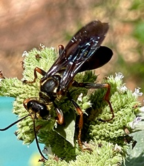 Sphex flavovestitus