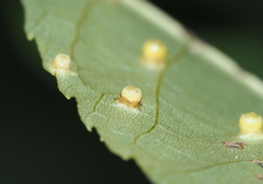 Caryomyia melicrustum