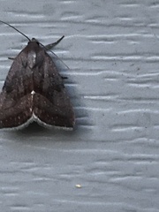 Galgula partita