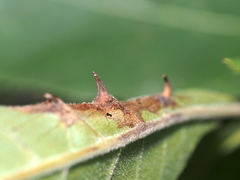 Phylloxera