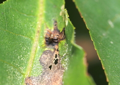 Phylloxera
