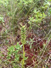 Platanthera blephariglottis