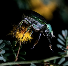 Diphucephala