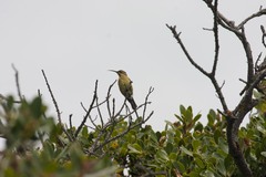 Nectarinia famosa famosa