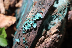 Chlorociboria aeruginascens