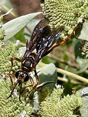 Sphex flavovestitus