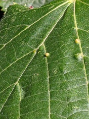 Eriophyes exilis