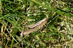 Chorthippus albomarginatus