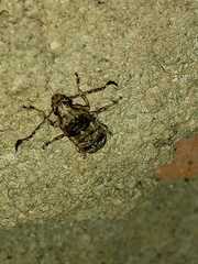 Phloeobius