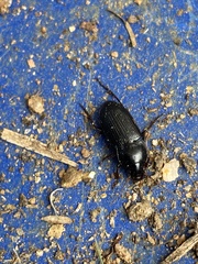 Harpalinae