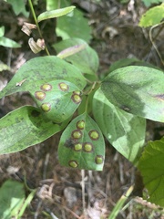 Parallelodiplosis subtruncata