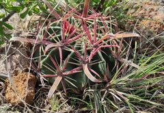 Ferocactus latispinus