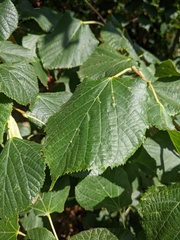 Eriophyes exilis