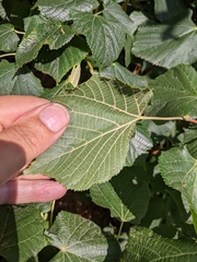Eriophyes exilis