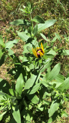 Rudbeckia