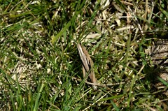 Chorthippus albomarginatus