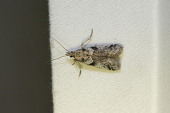 Laetilia dilatifasciella
