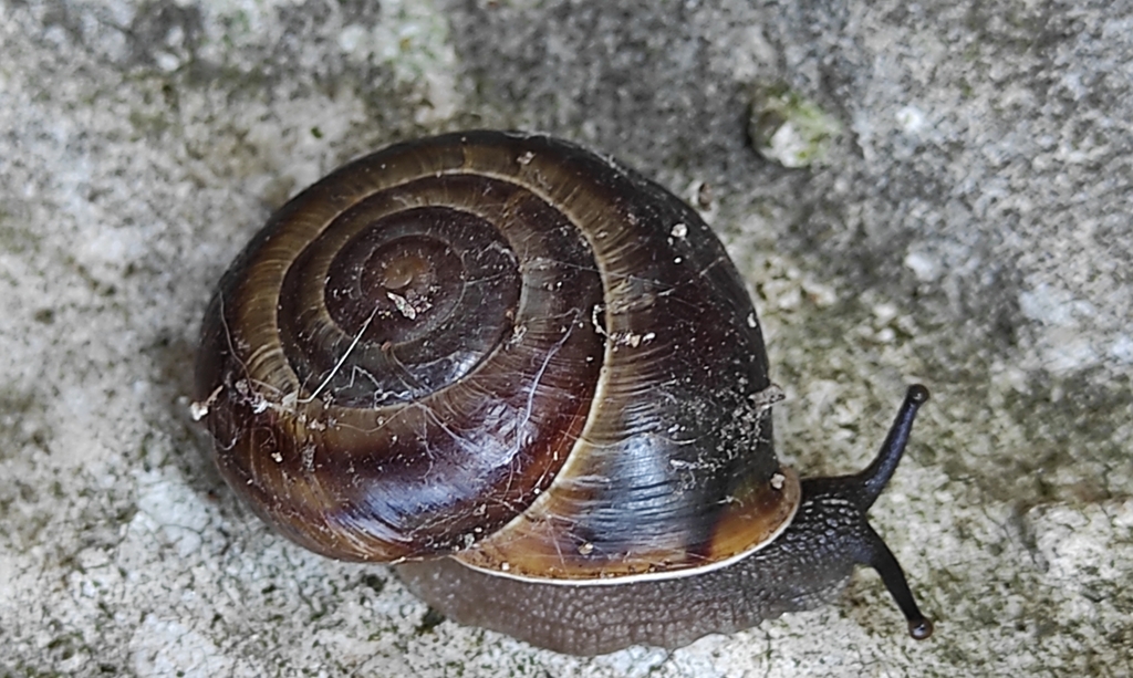 Cattania ardica