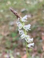 Spiranthes lacera