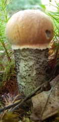 Leccinum versipelle