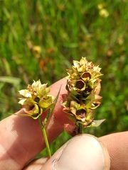 Ludwigia suffruticosa