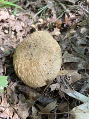 Gyroporus cyanescens