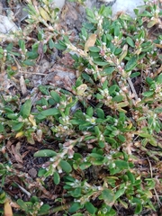 Polygonum arenastrum