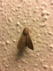 Mythimna unipuncta