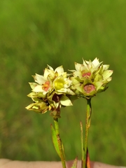 Ludwigia suffruticosa
