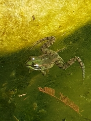 Pelophylax perezi