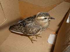 Charadrius morinellus