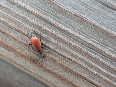 Anthocomus rufus