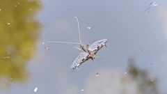 Callibaetis