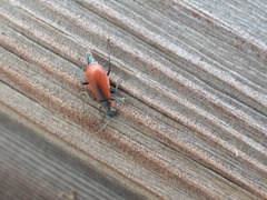 Anthocomus rufus