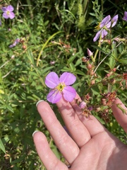 Rhexia virginica