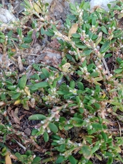 Polygonum arenastrum